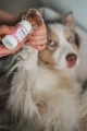 FLUFFY PET Sztyft nawilżający dla psa do łapek i noska 23ml