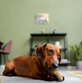 Patyki_Wizualizacja_HappyDog.png