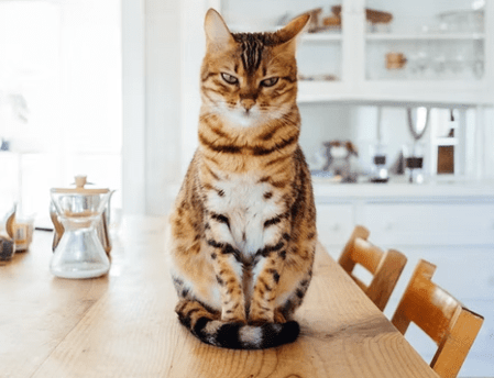 kot siedzący na blacie