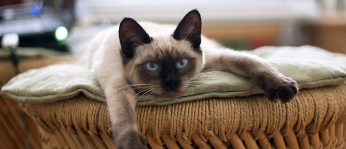 Jak Zrozumieć Zachowanie Twojego Kota: Praktyczny Przewodnik