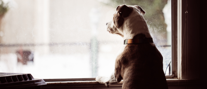 Sposoby na radzenie sobie z lękiem separacyjnym u psów
