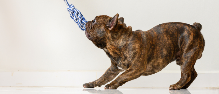 10 najlepszych zabaw dla psów, które możesz wypróbować w domu