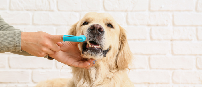 Jak dbać o zęby Twojego psa: poradnik higieny jamy ustnej