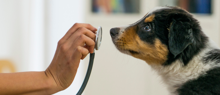 Przygotowanie psa do wizyty u weterynarza – 7 skutecznych porad