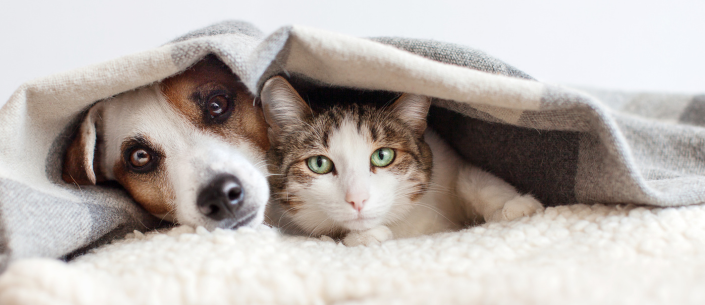 Sezonowe zagrożenia dla zwierząt domowych: jak ich uniknąć?