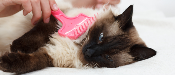 Sekrety pielęgnacji sierści – jak dbać o futro psa i kota przez cały rok?