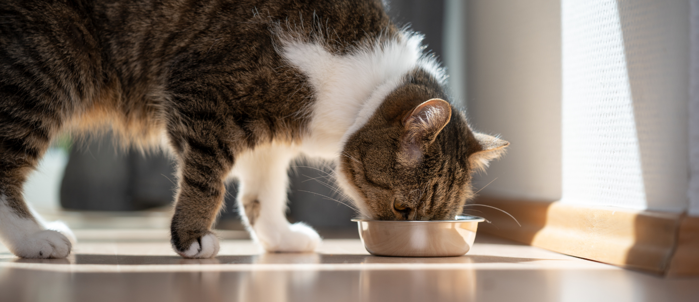 Ile powinien jeść kot? Jak karmić kota, by był zdrowy i w dobrej formie